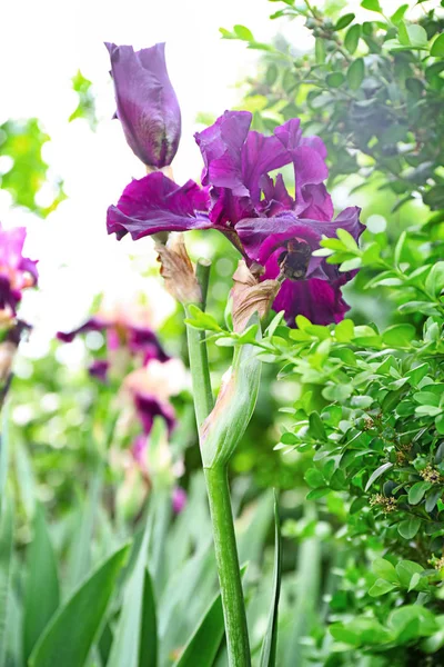 Mooie Bloeiende Iris Lente Dag Buitenshuis — Stockfoto