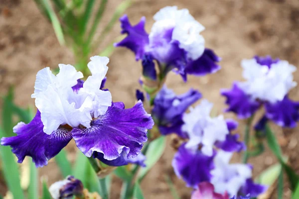 Mooie Bloeiende Iris Lente Dag Buitenshuis — Stockfoto