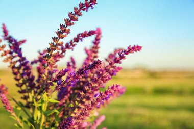 Bahar gününde güzel adaçayı çiçekleri