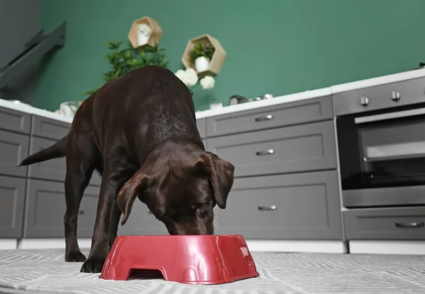 Sød Sjov Hund Spiser Hjemme - Stock-foto