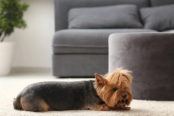 Lindo Perro Divertido Acostado Alfombra Casa — Foto de Stock