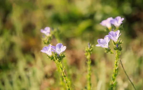 春天草甸与狂放的蓝色花 — 图库照片