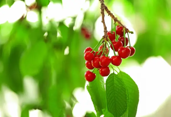 Bacche Ciliegie Dolci Rami Albero Giardino — Foto Stock