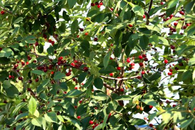 Taze olgun kiraz çilek ağacı üzerinde
