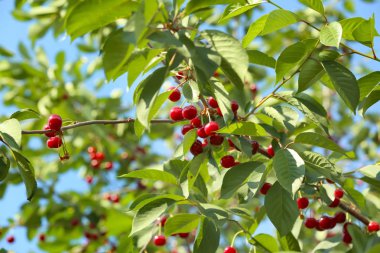 Taze olgun kiraz çilek ağacı üzerinde