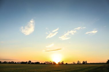 Gün batımında mavi gökyüzü ile güzel buğday alan görünümünü