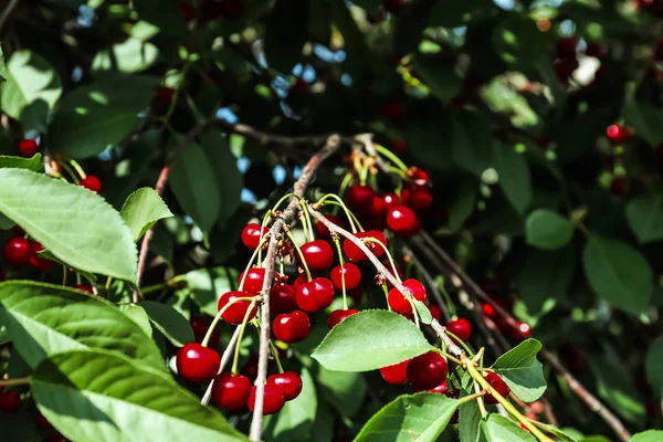 Bacche Ciliegio Mature Fresche Albero — Foto Stock