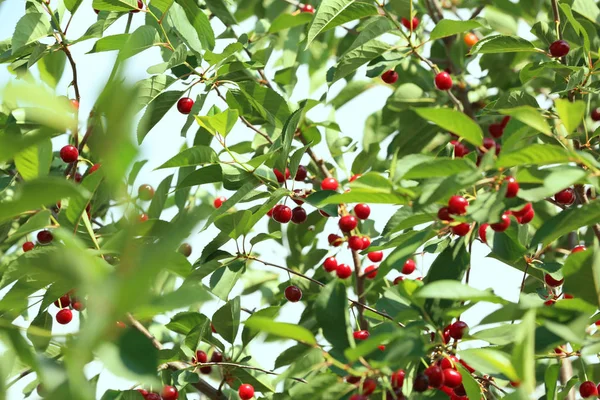 Bacche Ciliegio Mature Fresche Albero — Foto Stock