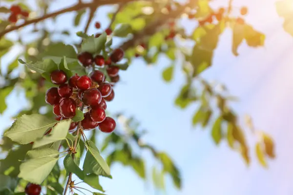 Ramo Con Bacche Ciliegia Giardino Nella Giornata Sole — Foto Stock