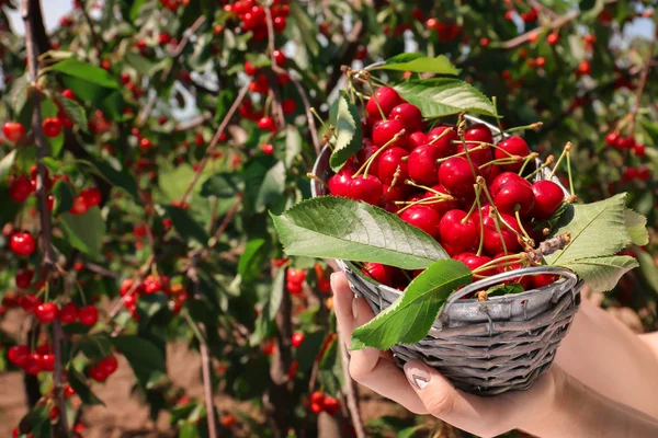 Woman Holding Basket Ripe Cherry Berries Outdoors Closeup — Stock Photo, Image