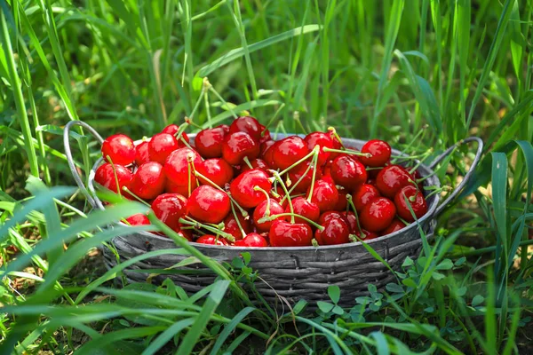 Basket with sweet ripe cherries on green grass