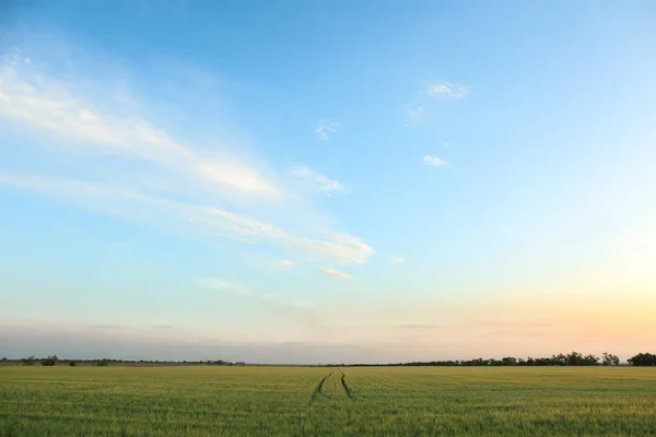 View Beautiful Wheat Field Blue Sky Sunny Day — Stock Photo, Image