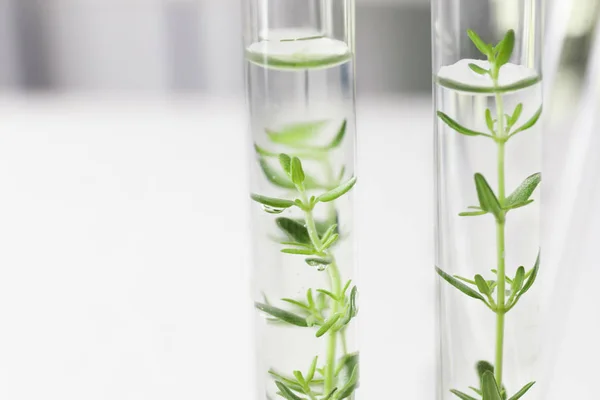 Test Tubes Plants Blurred Background Closeup — Stock Photo, Image