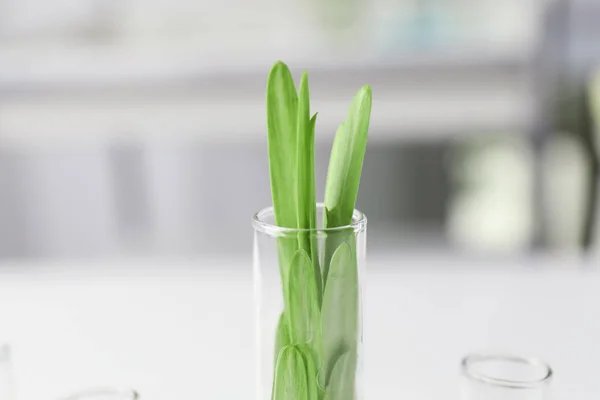 Növény Homályos Háttérrel Közelkép Kémcsőbe — Stock Fotó
