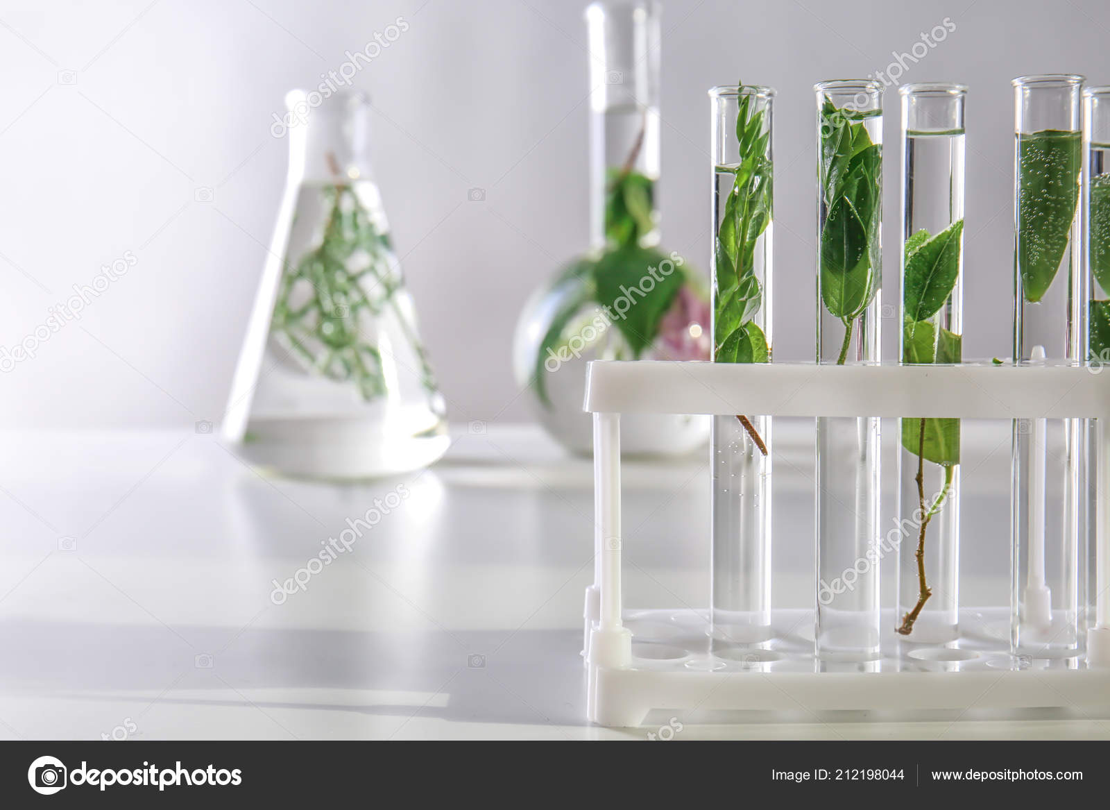 Tubes Essai Avec Des Plantes Support Sur Table image libre de droit par  serezniy © #212198044