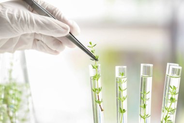 Laboratuvar çalışan test tüpü cımbızla, closeup holding