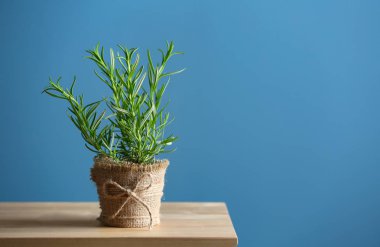 Tablo renkli arka plan üzerinde taze biberiye ile pota