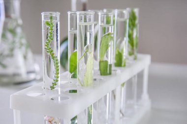 Test tüpleri ile bitkiler tutucu tablo