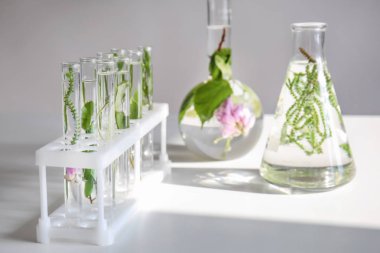 Bitkiler üzerinde tablo ile Züccaciye Mağazaları