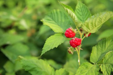 Bush, closeup olgun ahududu