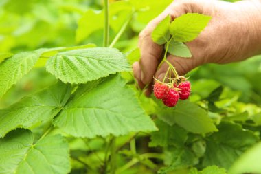 Bush, closeup üzerinden taze olgun ahududu toplama adam