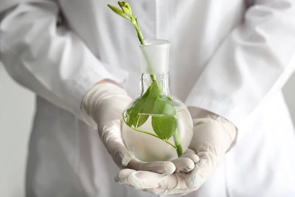 Trabajador Laboratorio Sosteniendo Matraz Con Planta Primer Plano —  Fotos de Stock