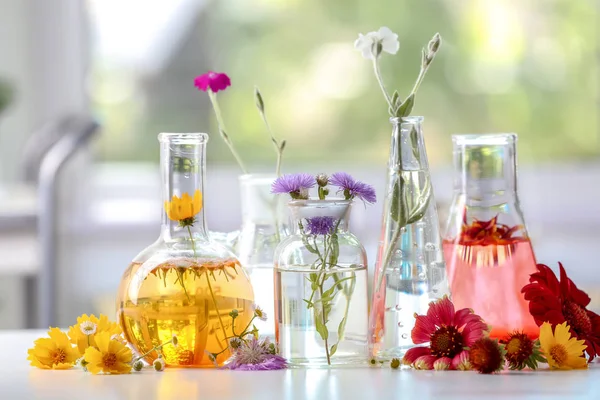 Flasks Plants Table Laboratory — Stock Photo, Image