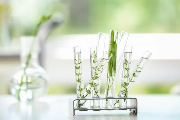 Kémcsövek Növényekkel Tartó Asztal — Stock Fotó