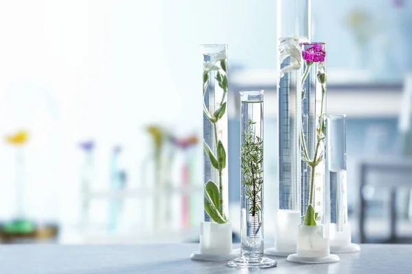 Δοκιμαστικοί Σωλήνες Φυτά Και Λουλούδια Στο Τραπέζι Στο Εργαστήριο — Φωτογραφία Αρχείου
