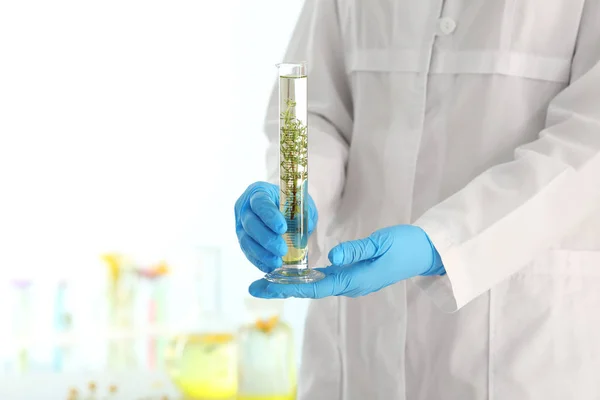 Wissenschaftler Hält Reagenzglas Mit Pflanze Labor — Stockfoto