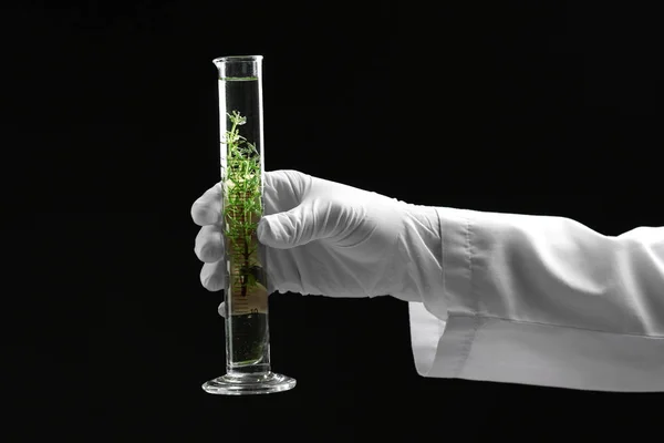Wissenschaftler Hält Reagenzglas Mit Pflanze Auf Dunklem Hintergrund — Stockfoto