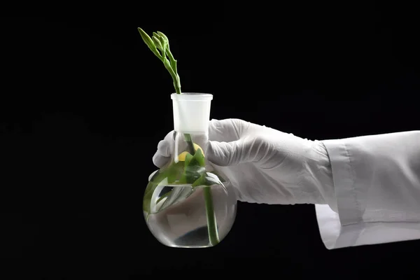 Wissenschaftler Hält Testkolben Mit Pflanze Auf Dunklem Hintergrund — Stockfoto