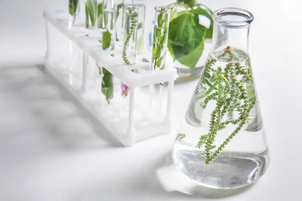 白色桌上有植物的玻璃烧瓶和管子 — 图库照片