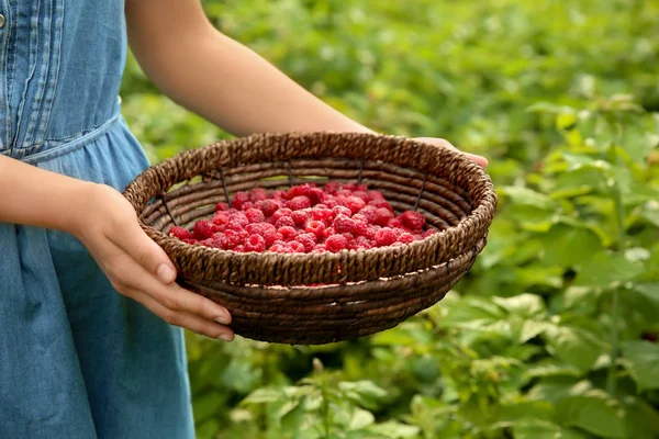 Woman Holding Wicker Basket Ripe Raspberries Garden — Stock Photo, Image