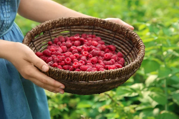 Woman Holding Wicker Basket Ripe Raspberries Garden Closeup — Stock Photo, Image