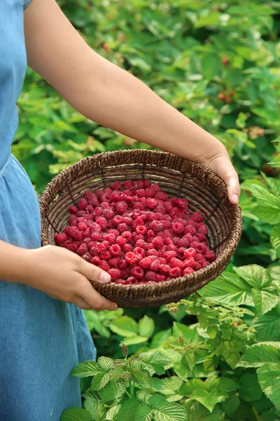 Woman Holding Wicker Basket Ripe Raspberries Garden — Stock Photo, Image