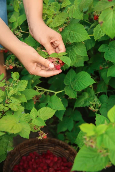 Woman Picking Ripe Raspberries Garden — Stock Photo, Image