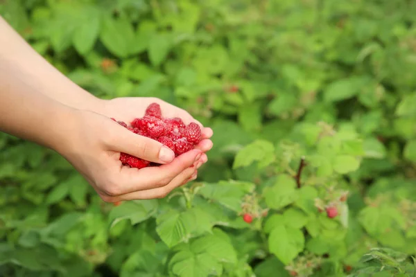Woman Holding Heap Fresh Raspberries Garden — Stock Photo, Image