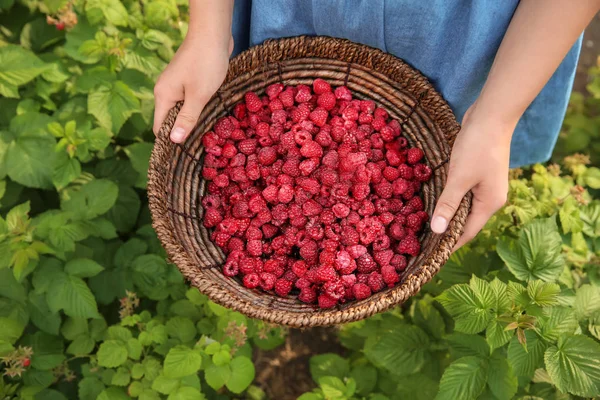 Woman Holding Wicker Basket Ripe Raspberries Garden — Stock Photo, Image