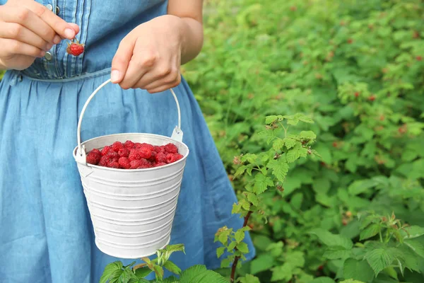 Woman Picking Ripe Raspberries Garden — Stock Photo, Image