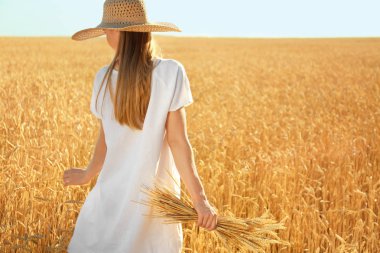 Buğday spikelets alanında güneşli güzel bir kadınla