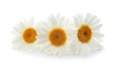 Beyaz arka planda güzel papatya çiçekleri