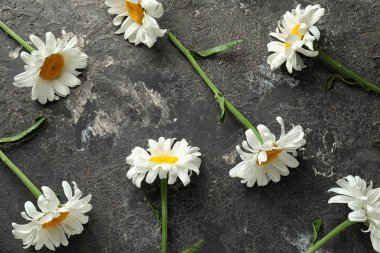 Gri arka plan üzerinde güzel papatya çiçeği