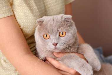 Şirin kedi sahibi kapalı ile