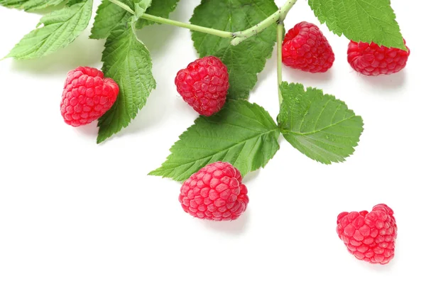 Ripe Aromatic Raspberries Green Leaves White Background — Stock Photo, Image