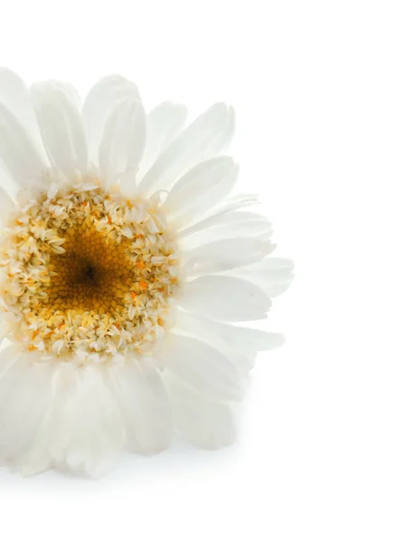Schöne Kamillenblüte Auf Weißem Hintergrund — Stockfoto