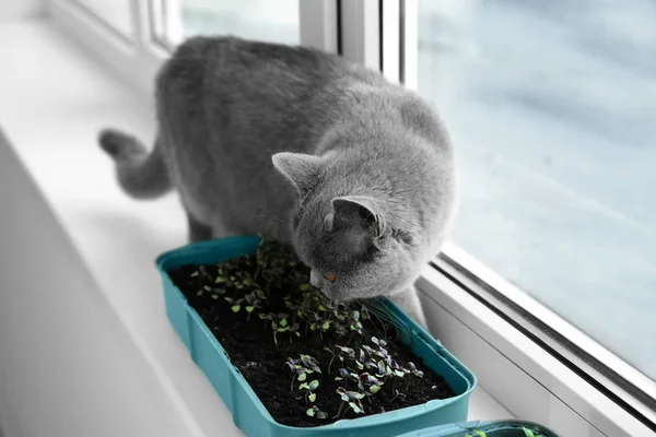Cute Cat Tray Plants Windowsill Home — Stock Photo, Image
