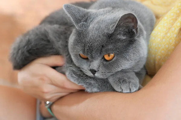 Woman Holding Cute British Shorthair Cat Closeup — Stock Photo, Image