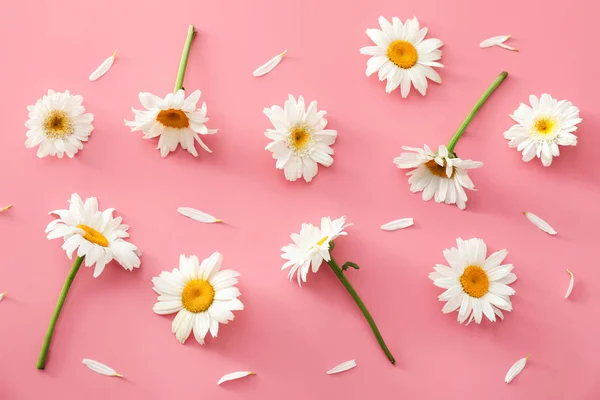 Beautiful Chamomile Flowers Color Background — Stock Photo, Image