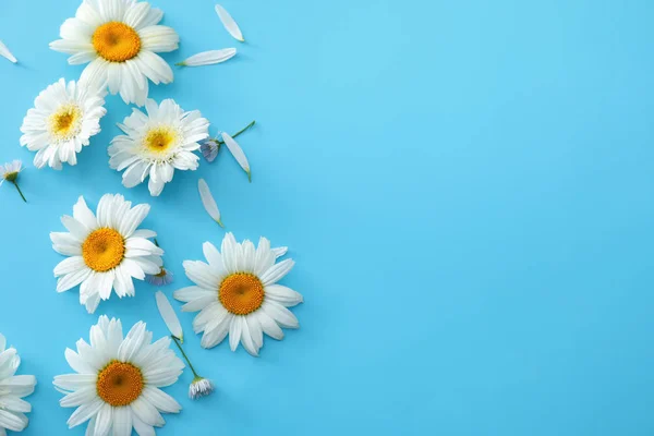 Hermosas Flores Manzanilla Sobre Fondo Color — Foto de Stock